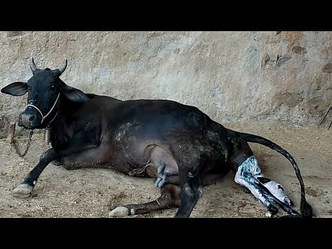 Cow giving birth and calf drinking milk first time 2021
