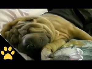 Shar-Peis Are Awesome: Compilation