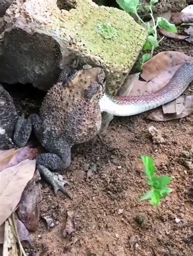 Bullfrog vs snake_HD