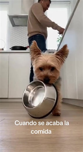 Comida Respetada para Mi Yorkshire Terrier