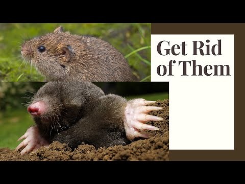 Moles and Voles: Prevent Them In The Garden Humane Solutions