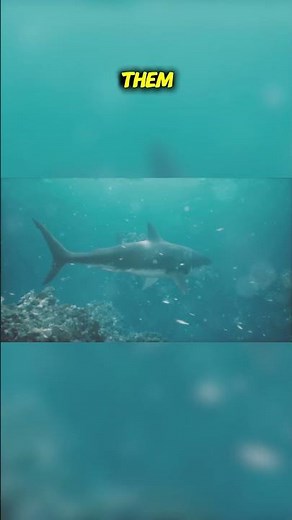 Top Ten Predators That Live Among Other Predators: Ocean's Apex