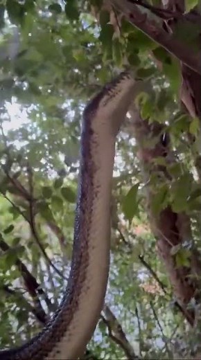 Got a call out for this coastal carpet python (Morelia spilota) back to the bush.