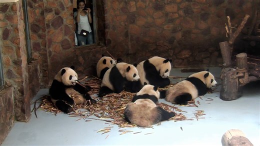 8.1K views · 1.1K reactions | All pandas gave up eating their food...