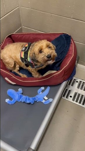 Meet Rex a Poodle, Miniature currently available for adoption! 11/4/2025 10:52:40 AM