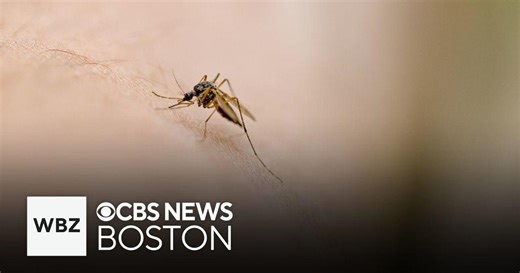 Acton to spray for mosquitos the rest of September after human case confirmed