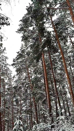Snowy Tree Canopy ASMR ❄️ Crunching Steps + Raven & Birds #nature #cozynights #relax