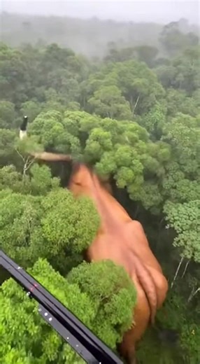 Deep in the untouched Amazon rainforest, a helicopter crew captured something unbelievable. A massive bull-like creature moving through the muddy river, creating waves with every step. Trees shook, birds scattered, and the river surface twisted as it passed. Some believe it’s a lost prehistoric species… others think it should never have been found. Would you go near this? 😳 ⚠️ AI cinematic wildlife concept 💚 nature.love216 ⸻ 🚀 Hashtags (Bull Amazon Viral Set) #giantbull #amazon #amazonforest 