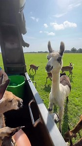 10K views · 241 reactions | Popcorn the red kangaroo joey took an...