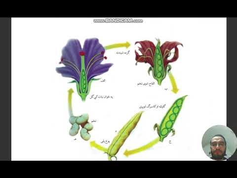 📘 General Biology – Lesson 11: Fruit in Seed Plants