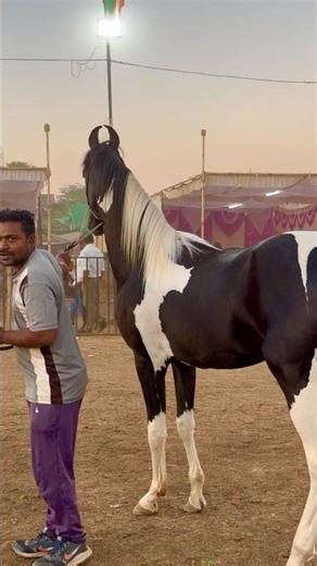Ablak Colt Raj Tilak at Chetak Festival Sarangkheda Horse Fair 2025
