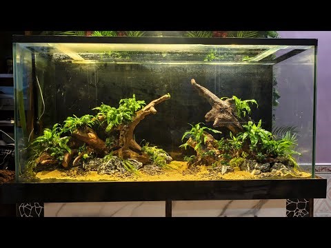 5ft discuss tank setup step by step