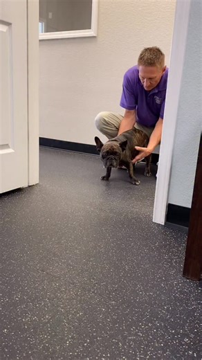 How to help IVDD in a Frenchie…. Ozone Therapy is always a good option. Ozone supports nerve recovery by improving oxygen delivery, reducing inflammation around damaged nerves, boosting cellular energy, and helping protect and repair neurons. When we pair that with targeted rehabilitation, the nervous system can reconnect and restore movement. #frenchbulldog #frenchie #dogdaycare #ozonetherapy #painmanagement #caninerehabilitation #caninerehab #dogsofinstagram #VeterinaryRehab #ivdd #ivddrecover