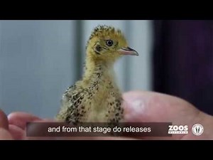 New home for Plains-wanderers