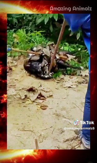 Python Constricting a Dog: An Amazing Animal Encounter