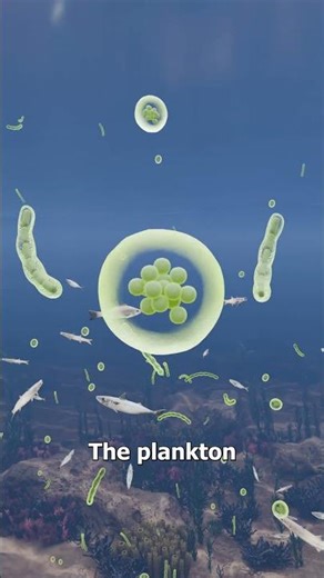 Why Whale Pee Is So Important 😮