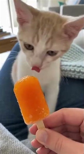 FUNNIEST CAT FAILS of the Century! 🤣 Wait for the END... it's SHOCKING! 🐾