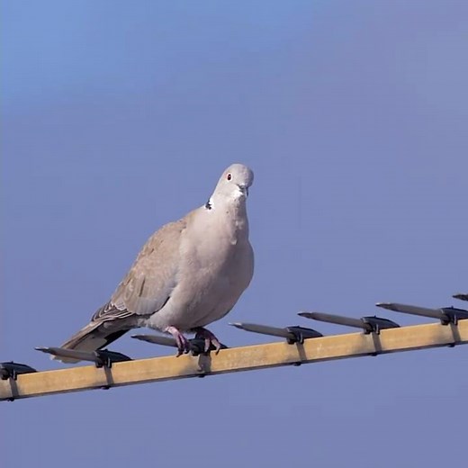 LE CHANT DE LA TOURTERELLE TURQUE