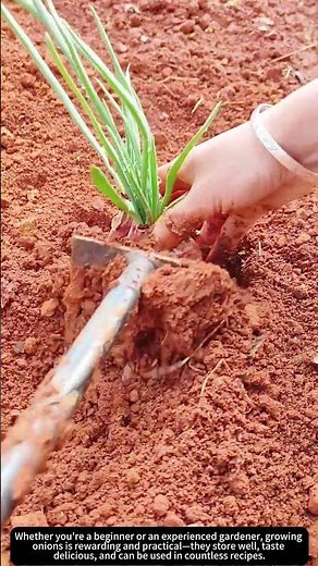 Growing Onions 🌱🧅