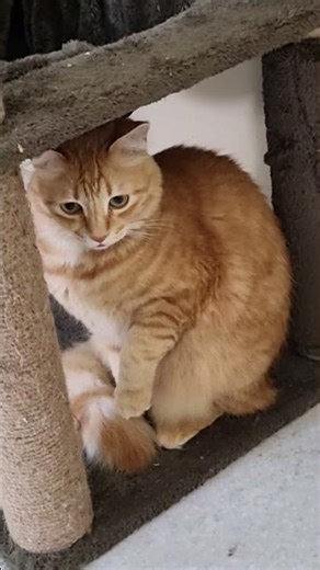 His pinky small toung ♥️😸 #orangecat #shorts #catshorts