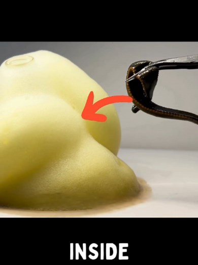 Leech vs elephant toothpaste lab.germ #pleco #science #usa #plecochan #labgerm