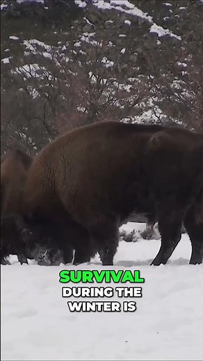 Incredible Lynx vs Fox Battle: Survival Strategies in the Winter Wilderness