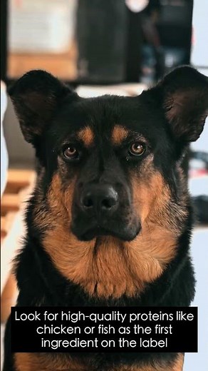 Best Dog Food Guide