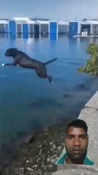 Funny Dog vs Cat 😂 | Dog Daudke Pani Me Kud Gaya 🐶💦 #Shorts #viral