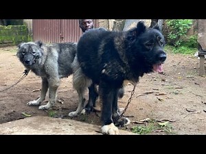 Successful Mating Session For Large Breed Dogs #dog #pets #petsrule #animal