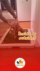 Teaching a dog to go potty outside is a process. It takes time and dedication. There are three moments in a puppy’s day when they will certainly need to go potty: 1️⃣ after waking up. 2️⃣ ⁠after feeding 3️⃣ ⁠after playing Knowing that makes life a lot easier. Take your puppy out after these three events straight away and reward for going potty outside. | Dr.Dog