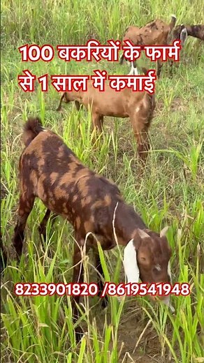 Annual earnings from a 100-goat farm #sirohi #goat 8233901820/8619541948