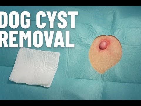 Dog Cyst Removal Surgery | Step-by-Step Veterinary Procedure (No Voiceover) Episode 2
