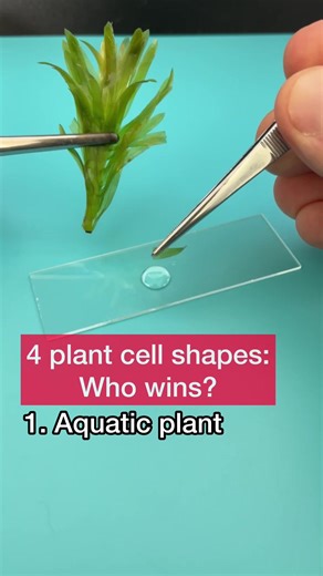 1. Aquatic plant. The name of this plant is Elodea. The cells of this common aquatic plant look like tiny green bricks, tightly packed together, with clearly visible chloroplasts. You can even see the chloroplasts moving by cytoplasmic streaming (the internal movement that helps distribute materials inside the cell). I love their beautiful, almost perfect rectangular geometry. . 2. Fern gametophyte. The plant shown in the video is the tiny, heart-shaped gametophyte stage (also called the prothal