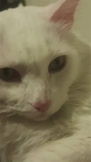 polite.cat on TikTok