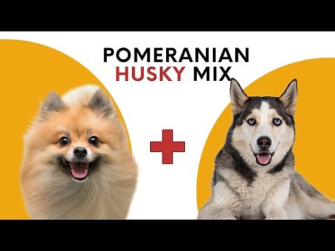 Pomeranian Husky Mix aka Pomsky