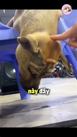 Canh trộm cả đêm không ai thấy 😂 #gaudan #shorts