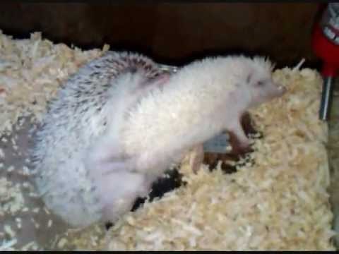 My Hedgehogs Mating in Unusual Position
