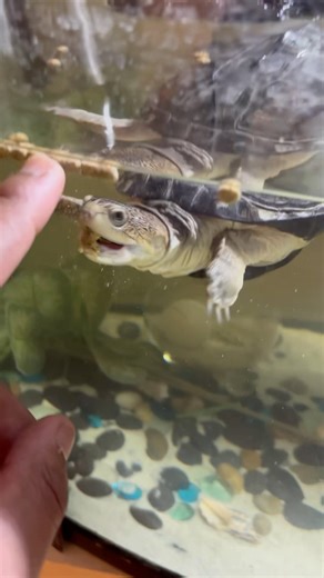 I think he just a lil special 🤪 #shorts #turtle #feeding