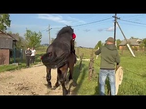 Emotional Moment: Arabian Horse Gives Birth to a Beautiful Filly – Full Foaling Caught