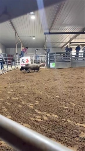 McGuire M805 (McGuire Cattle Co / Ace of Spades) starts the 2026 season off with a bang at the Bar O Arena and a score of 94.40 points, beating the second place bull by 3.5 points! M805 was raised by McGuire Cattle Co (Paul & Clint McGuire) the original breeders of 2025 Futurity World Champion L96 Magic Kitty. He is sired by 828F Steel Poppin (05C Lolly Pop) and out of a daughter of 29A Magic Maker and back out of a Pit Boss female. | Bucking Stock News