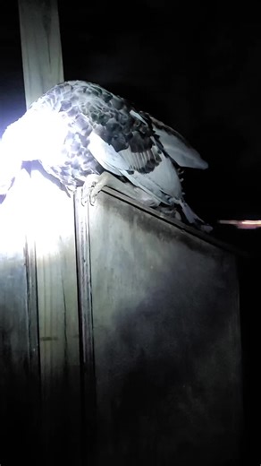 Exploring Warehouse Farms: A New Farming Frontier