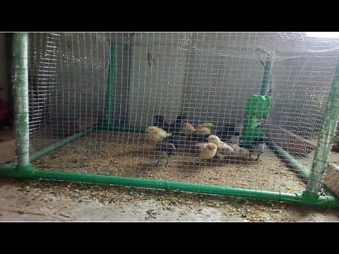 DIY | How To DIY chicken cage | How to build