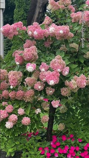 🌸 Blushing Hydrangeas in Full Bloom | A Garden of Colorful Harmony🌿