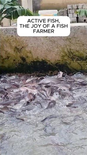 Feeding Active Catfish – The Joy of a Fish Farmer 🐟💦 #aquaculture #fishing #fishfarming