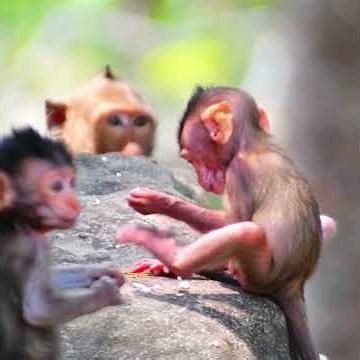 Adorable love baby monkey