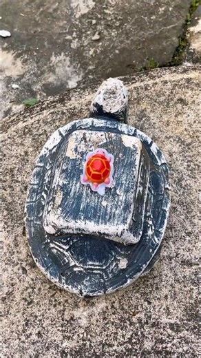 The Magic Turtle 🐢 That Will Make You Laugh 🤣 | So Funny & Cute! #funnyvideo#shorts#tiktokusa