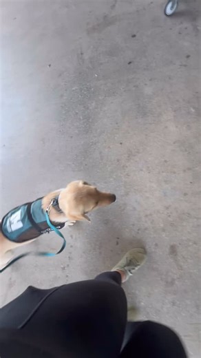 The critical period in puppies, around 3–16 weeks, is short but powerful. This is where confidence is built. Safe, positive exposure now shapes the dog they become. 🐾 This little guy is only 13 weeks in the video and came to us at 8 weeks. He is from a breeder with a great breeding and puppy development program and it definitely shows! 😍 | Helpful Hounds