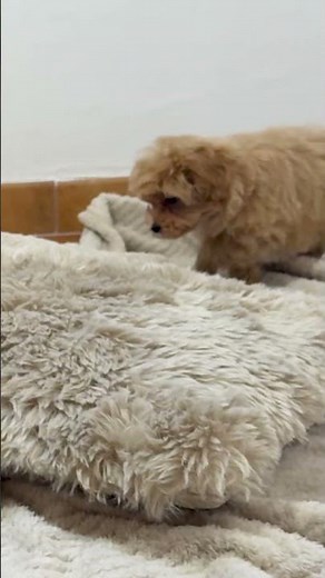 Maltipoo: Lo mejor del bichón maltés y del caniche