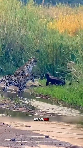 16K views · 127 reactions | Lửng mật Kẻ liều mạng gan lì nhất thế giới tự nhiên #thegioidongvat #lungmat #dongvatthiennhien | Lửng Mật | Facebook