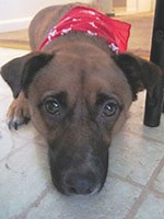 Cobalamin Information